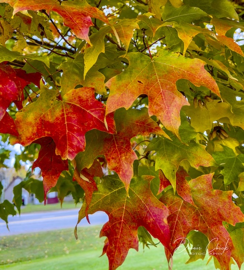 Still some North color by Dennis Chick.