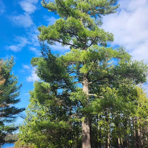 Superior National Forest by Staci Lola.