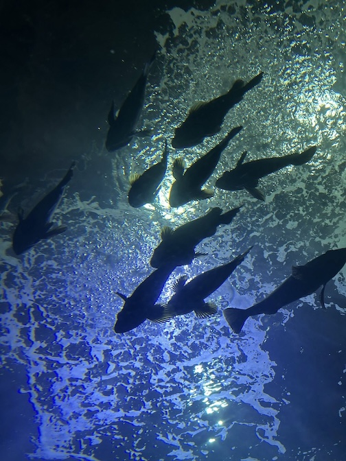 The Great Lakes Aquarium by Rae Rae Rachel.