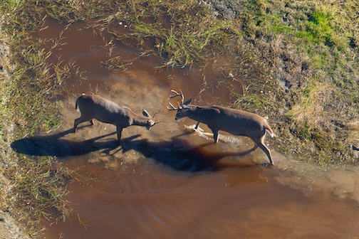 'Tis the season. Photo courtesy of the Voyagers Wolf Project.
