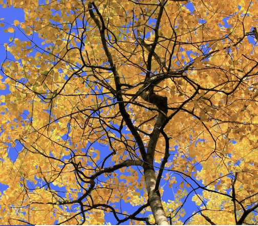 The glories of Fall by Don Davison.