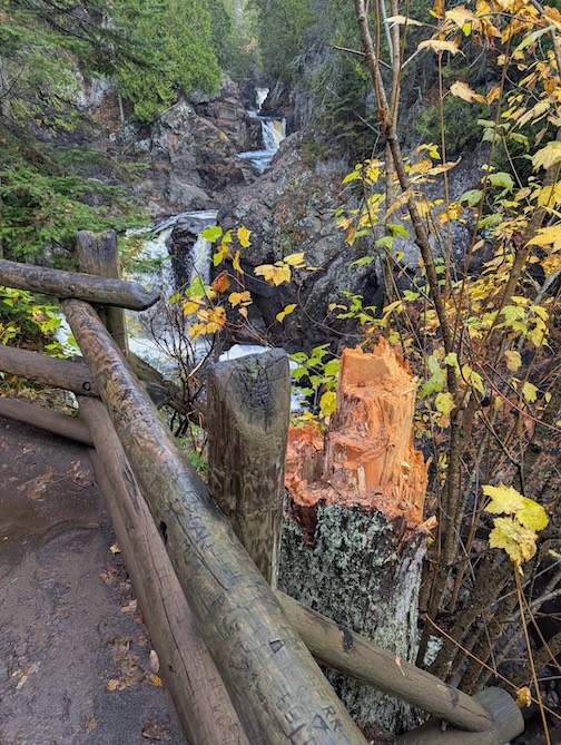 The tree at Cascade River State Park is gone by Bryan Hansel.