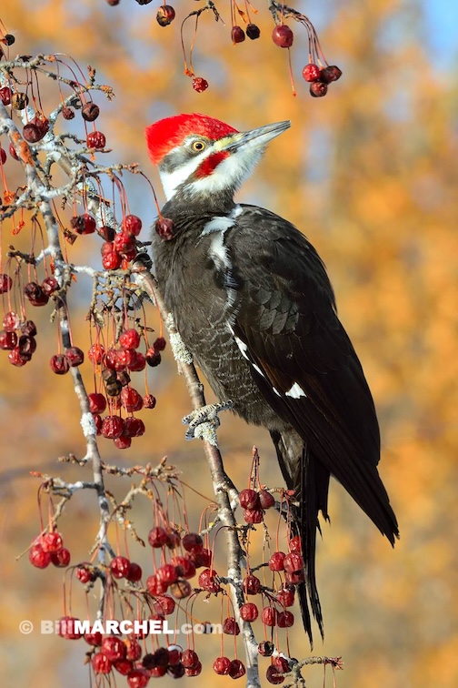 They relish crab apples by Bill Marchel.