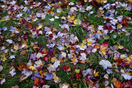 They will soon all be there by Sandra Updyke.