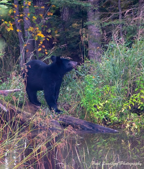 This little black bear ate all the apples on my tree by Paul Sundberg.