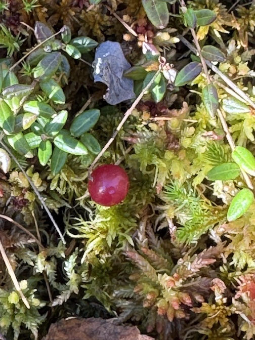 Time to pick high-bush cranberries by Gunflint Pines Resort.