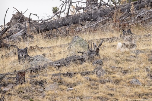 Wolves hanging out in Yellowstone by Heidi Pinkerton.