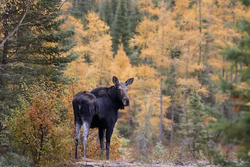 A background of tamarack by Katie Slanga.