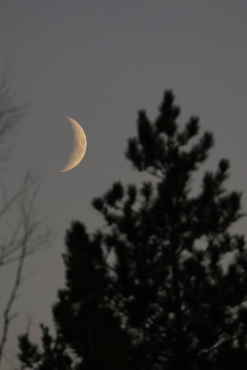 Sunset moonset in the Superior National Forest by chuck Olsen.