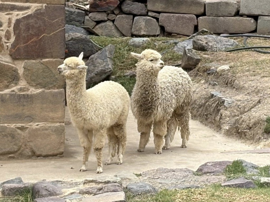 Alpacas in Peru by Jennifer Schulz.