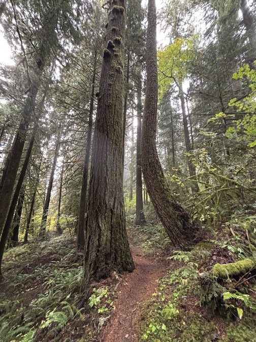 Beauty from the Wes Coast by AmyLeo Barankovich.