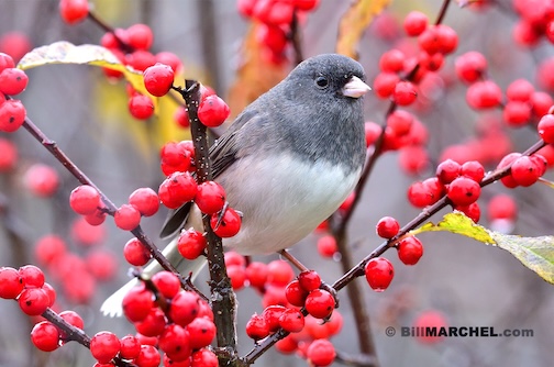 Dark-eyed Junco by Bill Marchel.