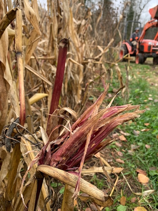 Goodbye October, Welcome November by Kristen Elizabeth.