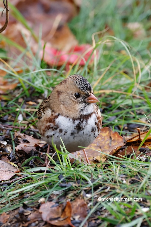 Harris' Sparrow, yard visitor from the Arctic by Furtman.