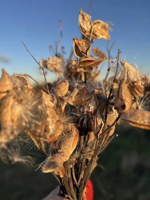 Milkweed pods in fall by Beth Drost.