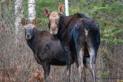 Moose Family by Paul Sundberg.