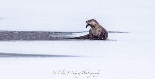Northwoods Fisher by Nicholas Narog.