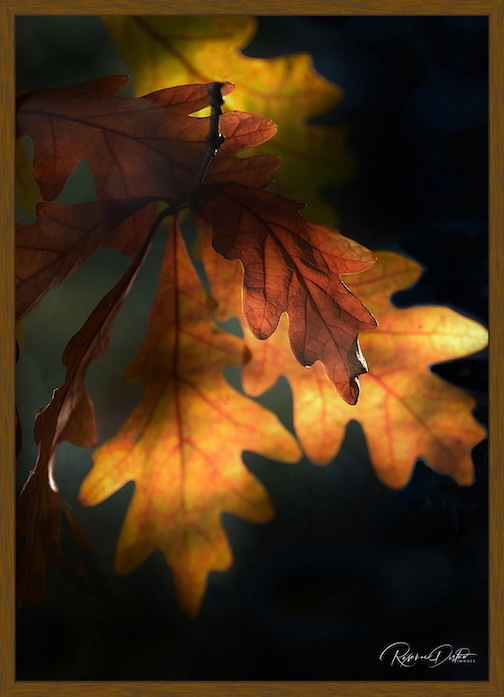 Oak Leaves in a Gentle Light by Roxanne Distad.