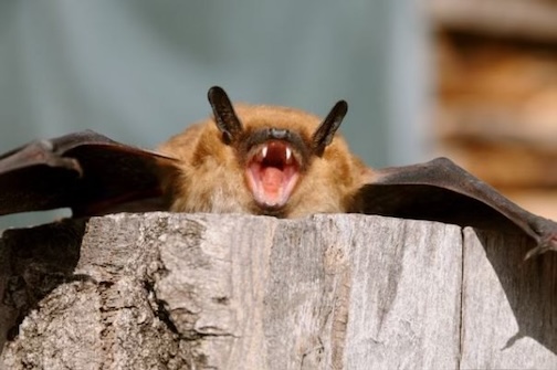 One of my favorite bat photos by Sandra Updyke.