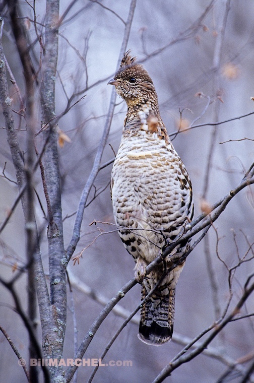 Ruffed Grouse by Bil Marchel.