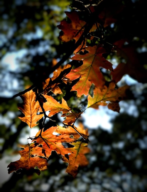 September oak leaves by Carl Anderson.