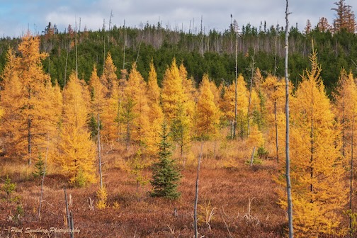 Tamarack corner by Paul Sundberg.