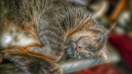 Almost wildlife: This is what bliss looks like by Don Davison.