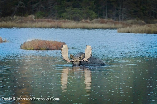 Time for breakfast by David Johnson.