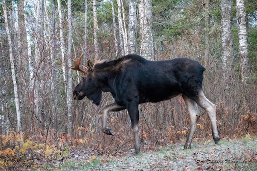 Young Bull Moose by Paul Sundberg.