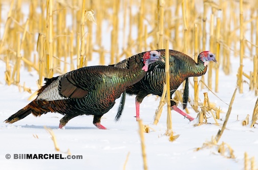 Eastern Wild Turkey toms by Bill Marchel.