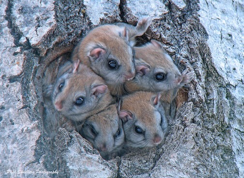 Flying Squirrels by Paul Sundberg..