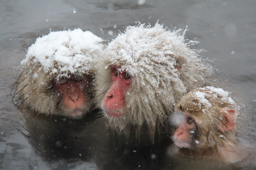 Hot Spring Friends, Hokkaido by Tor Torkildson.