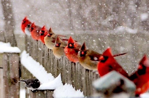 Merry Christmas by ElizabethAnderson.