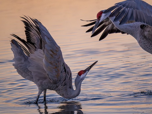 Morning Squabble, Sandhill Cranes Fighting, Sevilleta Wildlife Refuge New Mexico by John Gregor.