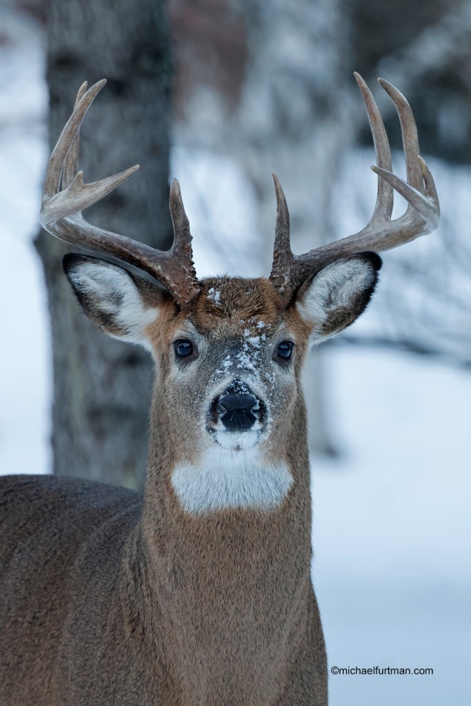 Nice buck by Michael Furtman.