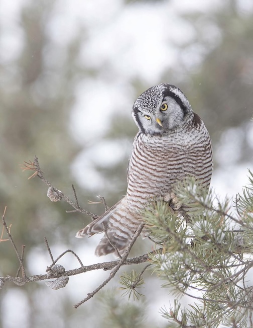 Northern Hawk Owl by Jason Mandich..