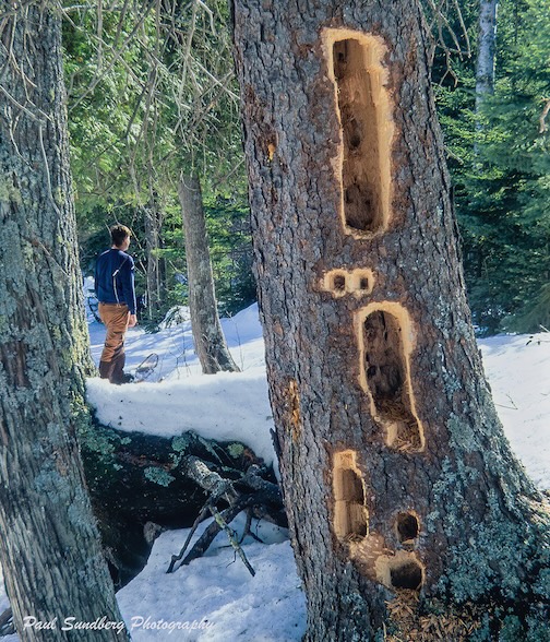 Pileated Woodpecker Tree by Paul Sundberg.