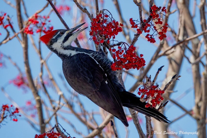 Pileated Woodpecker enjoying fruits of the harvest by Paul Sundberg.