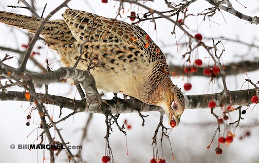 Ring-necked pheasants, female, are around by Bill Marchel.