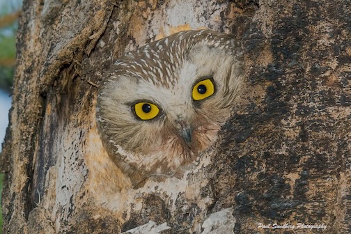 Saw-whet owl by Paul Sundberg.