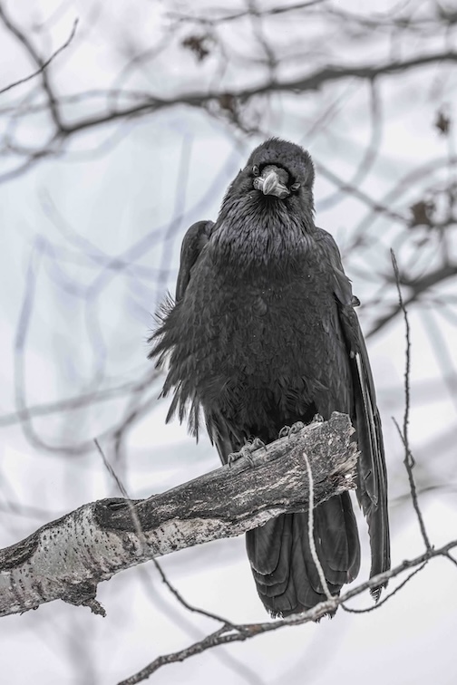 Stare Down by Chris Artist.