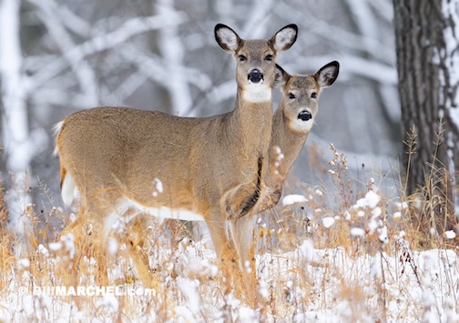 Two sets of ears are better than one by Bill Marchel
