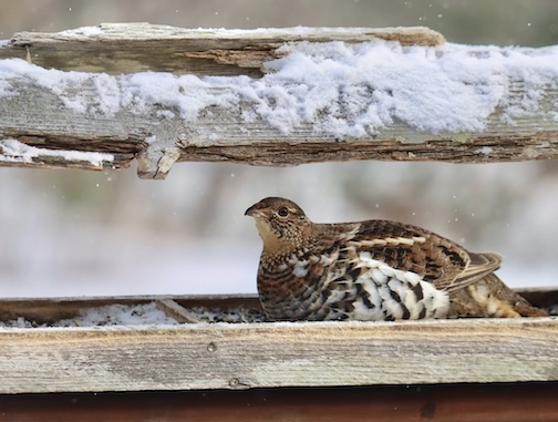 A Ruffed Grouse friend by Chuck Olsen.