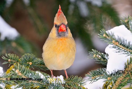 A female Northern Cardinal by Bill Marchel.