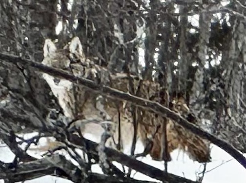 A wolf visitor by Maryl Skinner.