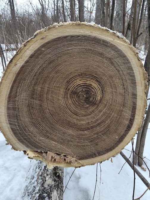 Black ash, ridiculously beautiful woodby Cathy Quinn.