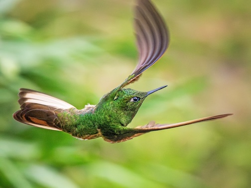 Buff-tailed Hummingbird In Flight, Colombia by John Heino.