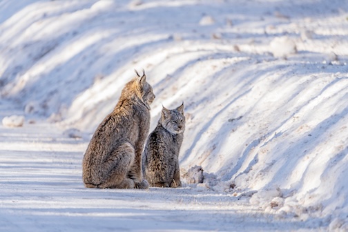 Cold lovers by David Johnson.