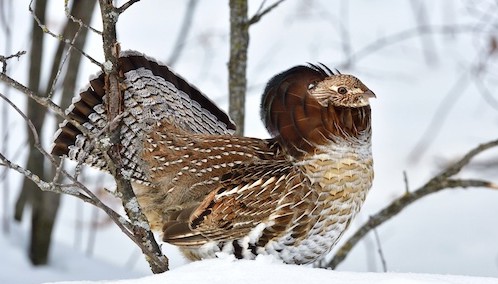 I am the most beautiful bird in the forest by Bill Marchel.