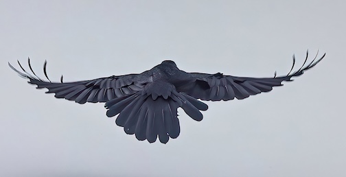 In Flight by Chris Artist.